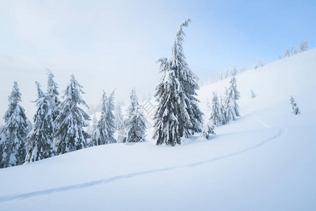 雪天气冬季自然背景斯普鲁斯树和雪中人行道山林图片