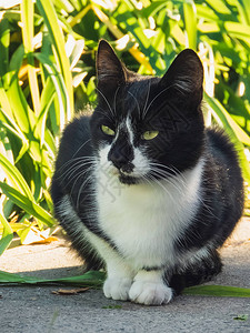 肖像黑白猫坐在花园里图片