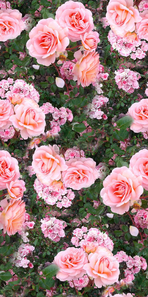 粉红玫瑰花园草地夏季大自然自然无缝图片