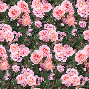 粉红玫瑰花园草地夏季大自然自然无缝图片