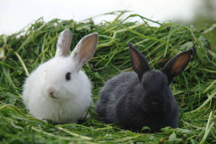 草地上的白兔和黑兔特写图片