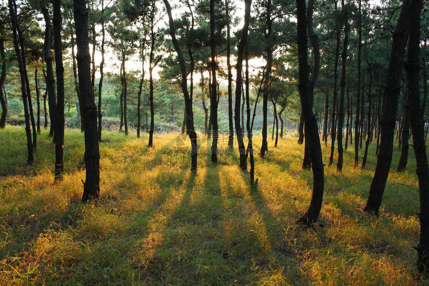森林中的日落图片