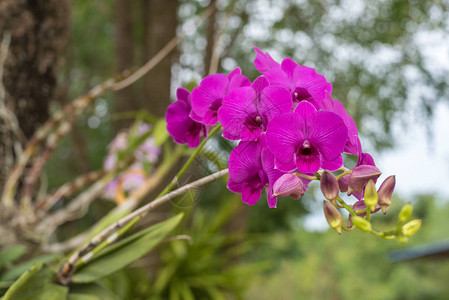 花兰科或兰花紫色和粉红色花园里自图片