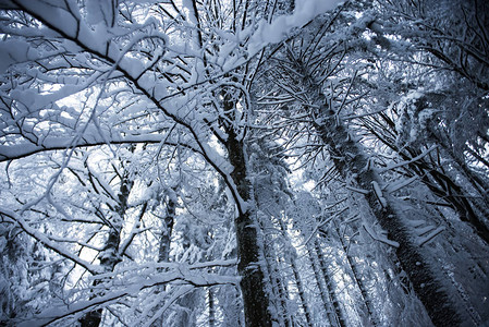 森林深处白雪皑的树木的画像图片