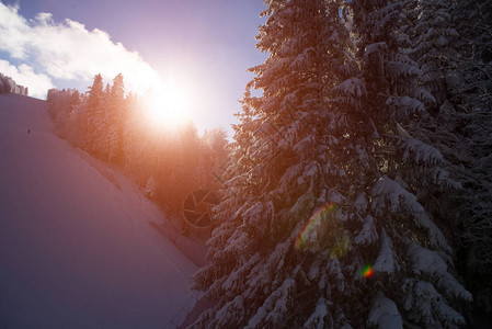 圣诞雪树以阳光为背景在山上图片