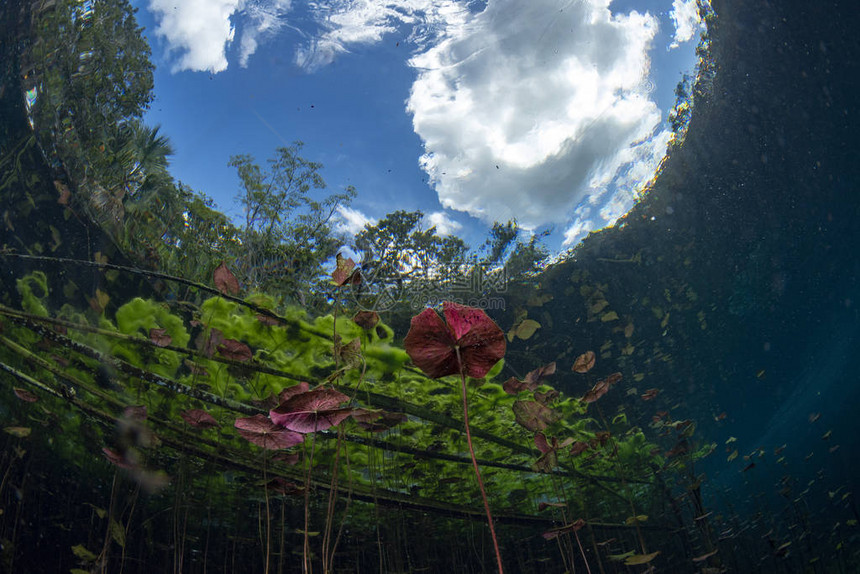 墨西哥水下花园和水植物洞图片