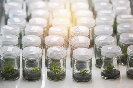 关闭实验室架上玻璃瓶装植物组图片