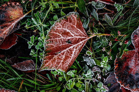 青霜清晨生锈的红秋天图片