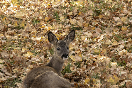 鹿躺在树叶上看着镜头图片