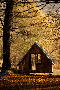 木屋老独栋森林中一座不寻常的房子的照片被遗弃的单图片