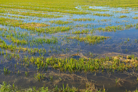 被淹的稻田广角顶视图图片