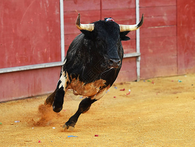 西班牙公牛传统图片