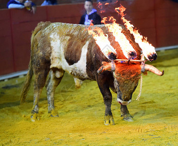 西班牙公牛传统图片