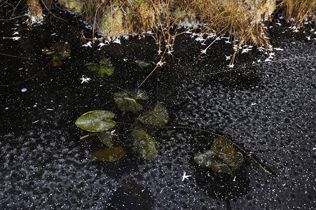 冰冻的睡莲在冰冻的湖面上留下背景图片