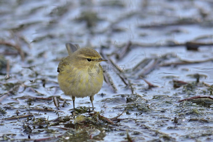 ChiffchaffPhylloscocopuscollybi图片