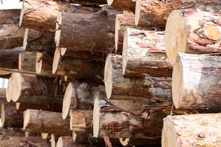 切割区储存的锯木松树堆积着许多堆积图片