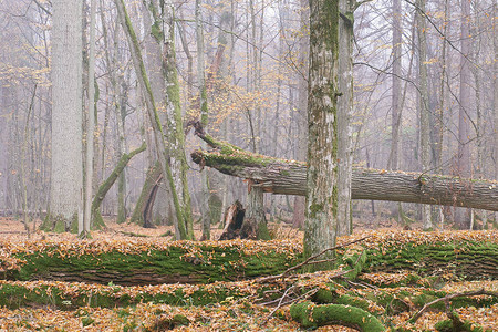 波兰欧洲比亚洛维耶扎森林的秋天图片