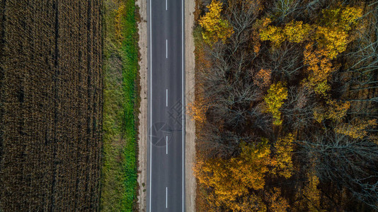 日落时秋叶森林的空中道路景象图片