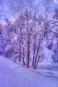 冬季公园沿线有白雪皑的树木的冬季景观图片