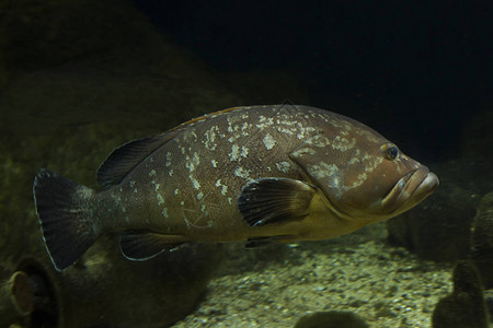 暗石斑鱼黄腹石斑鱼黄腹石斑鱼Epinephelusmargi图片