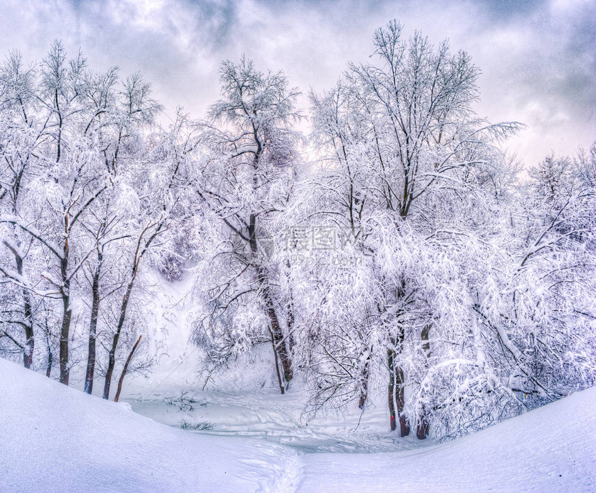 冬季公园沿线有白雪皑的树木的冬季景观图片