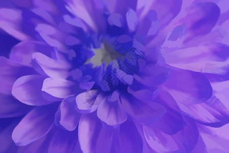 紫菊花特写图片