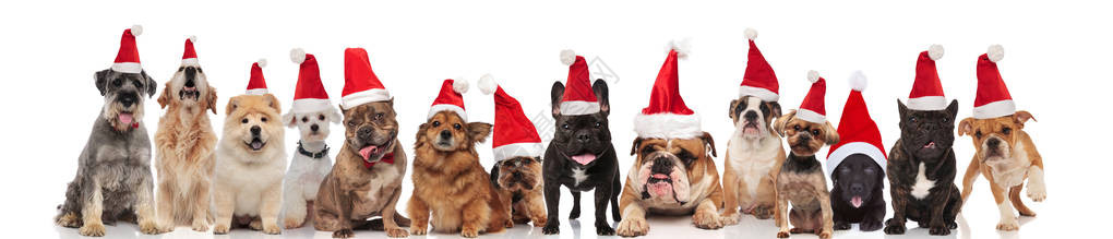 一大群不同品种的快乐圣诞老人狗坐在站立和躺图片