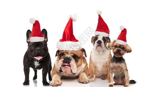 一群四只可爱和不同的圣诞狗图片