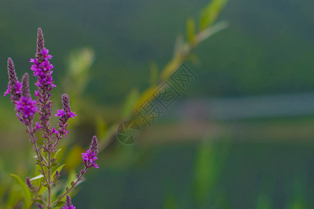有山的湖边的紫色野花图片
