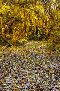 秋天森林中黄树和落叶的形象图片