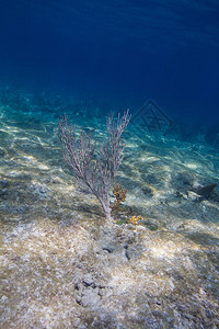 海底多分支硬珊瑚图片