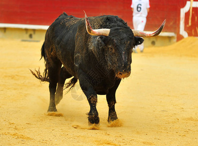 西班牙公牛长着大角背景图片