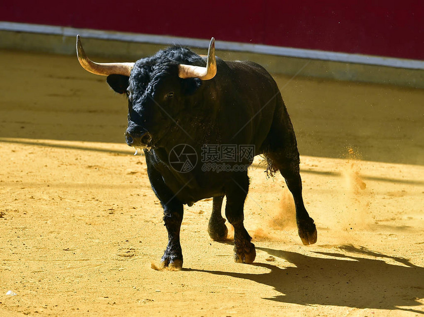 与公牛在西班牙斗牛图片