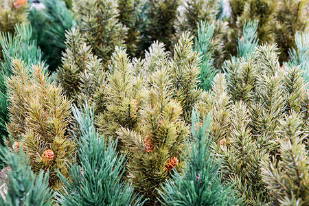 圣诞节日绿色fir树的图片