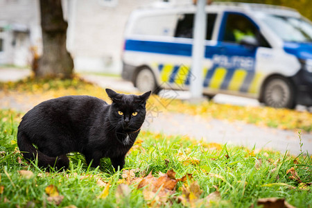 黄眼黑猫在草地上行走黄秋叶图片