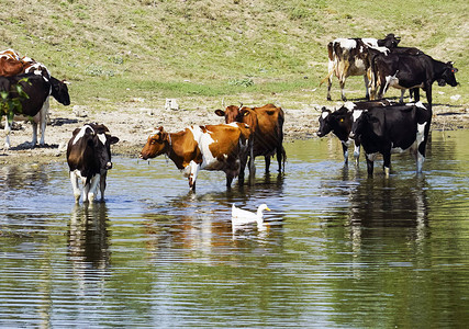 一群牛来到河边喝水图片