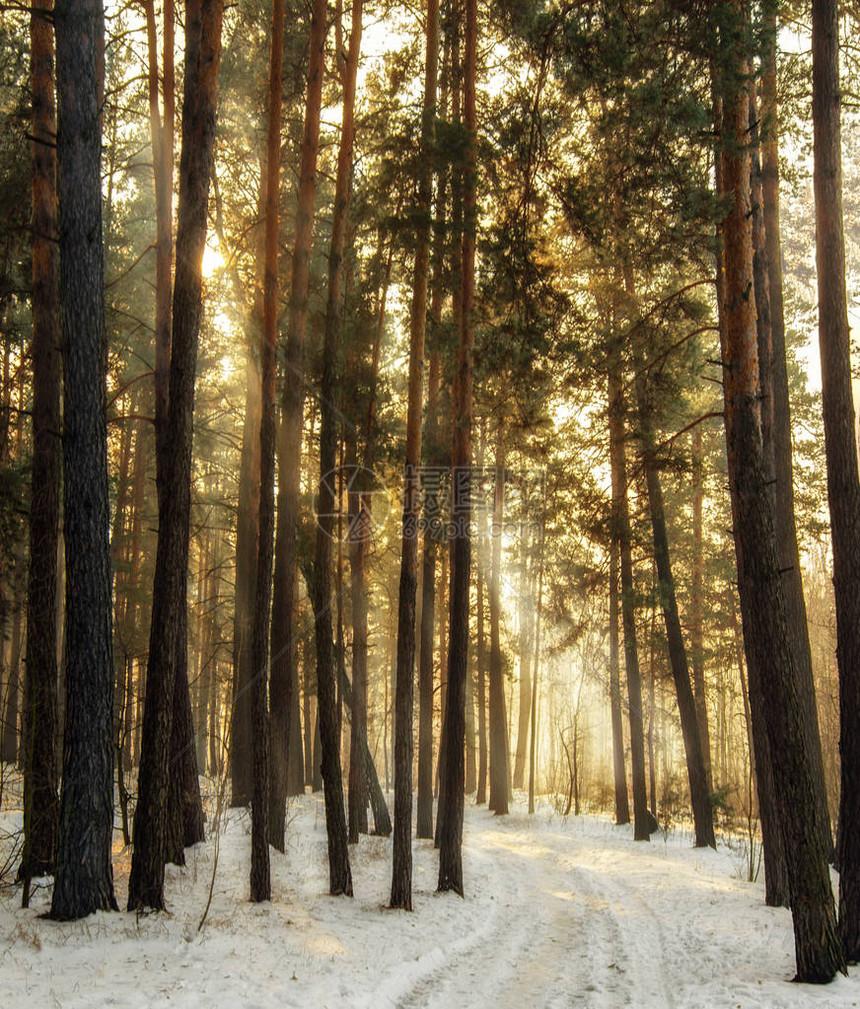 漫步在冬季森林中早上景观自图片