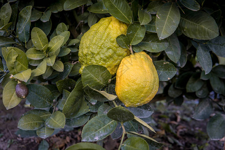 大柠檬在杂草柠檬树枝上高清图片