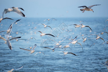海鸥在荷兰海上飞行图片