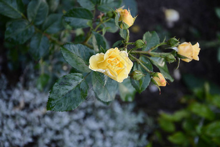 2018年夏天花园的玫瑰图片