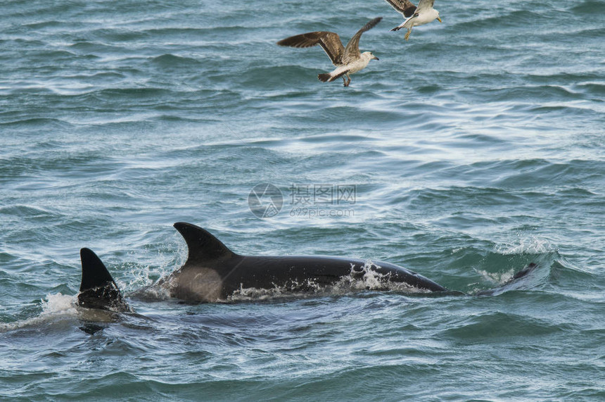 Orca攻击海狮巴塔图片