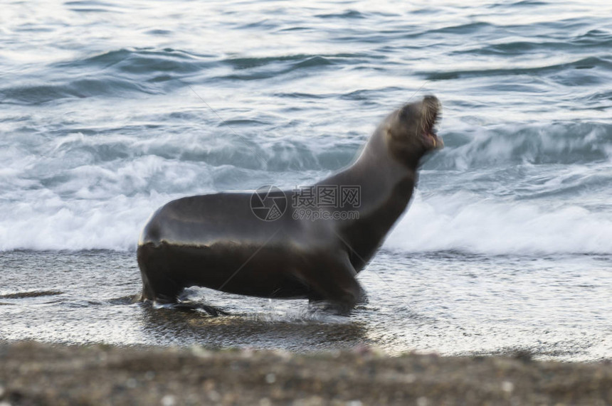 海狮女阿根图片