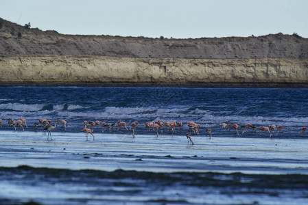 阿根廷帕塔戈尼亚海景中的Fla图片