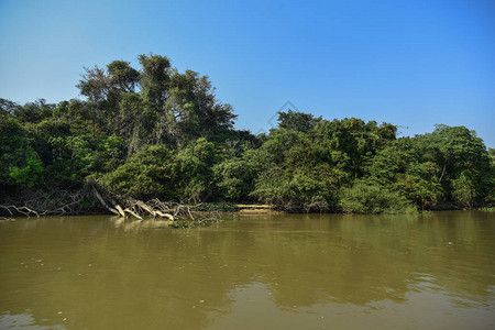 Pantanal森林生态系统马托图片