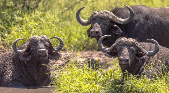 非洲水牛Cyncuruscaffer三只雄牛在南非克鲁格公园图片