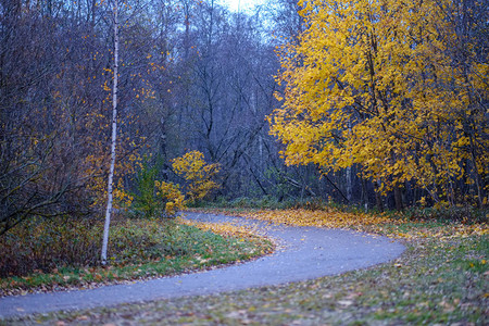 在树干之间的秋季公园的空乡村公路图片