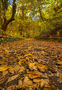 令人惊叹的秋天在多彩繁华的公园图片