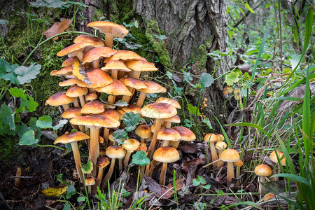 一组可食用的蘑菇图片