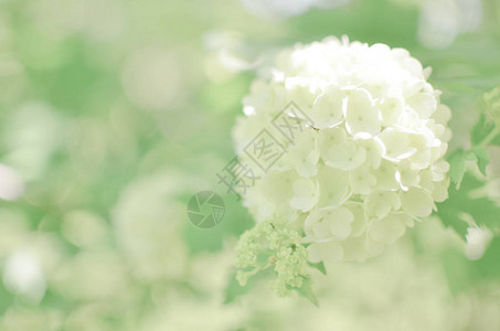 白芳香树花本底安纳贝高清图片