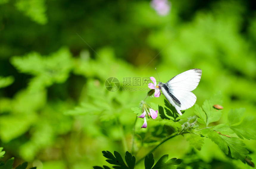 蝴蝶花朵图片